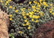 žuti Cvijet Douglasia, Rocky Mountain Patuljak-Jaglac, Vitaliana  foto