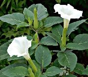 bijela Cvijet Anđela Truba, Đavolje Truba, Rog Izobilja, Pahuljasta Tatula (Datura metel) foto