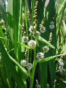 garden flowers white Exotic Bur Reed Sparganium erectum photos, description, cultivation and planting, care and watering