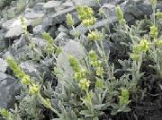 galben Floare Sideritis Taurica (Sideritis  taurica) fotografie