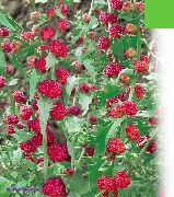 röd Blomma Strawberry Pinnar (Chenopodium foliosum) foto