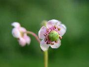 roze Bloem Pipsissewa, Grenen Prins, Gemalen Hulst (Chimaphila) foto