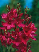garden flowers red Ixia Ixia photos, description, cultivation and planting, care and watering