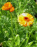 garden flowers orange Pot Marigold Calendula officinalis photos, description, cultivation and planting, care and watering