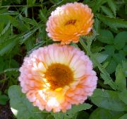 garden flowers pink Pot Marigold Calendula officinalis photos, description, cultivation and planting, care and watering