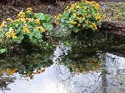 amarillo Flor Maravilla De Pantano, Kingcup (Caltha palustris) foto