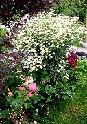 Калуфер (Пижмо Бальзамічна) білий Квітка