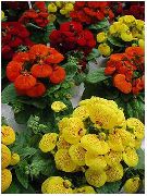 sárga  Boldogasszony Papucsa, Papucs Virág, Slipperwort, Tárcát Növény, Tasak Virág (Calceolaria) fénykép