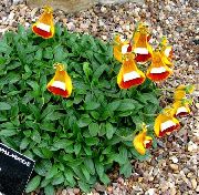 narancs  Boldogasszony Papucsa, Papucs Virág, Slipperwort, Tárcát Növény, Tasak Virág (Calceolaria) fénykép