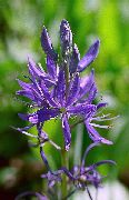 Camassia purpurs Zieds