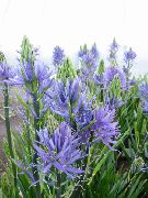Camassia lyseblå Blomst