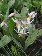 vit Blomma Fawn Lilja (Erythronium) foto