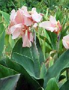Canna Κρίνος, Indian Φυτό Πυροβολισμό ροζ λουλούδι