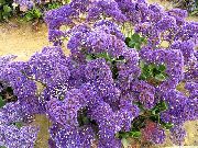 Carolina Hav Lavendel syrin Blomst