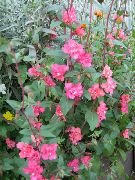 Кларкия Clarkia