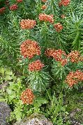 წითელი ყვავილების Rhodiola, Roseroot, Sedum, Leedy ის Roseroot, Stonecrop  ფოტო