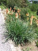 garden flowers orange Red hot poker, Torch Lily, Tritoma  Kniphofia  photos, description, cultivation and planting, care and watering
