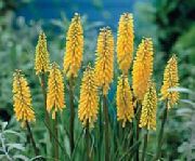 garden flowers yellow Red hot poker, Torch Lily, Tritoma  Kniphofia  photos, description, cultivation and planting, care and watering