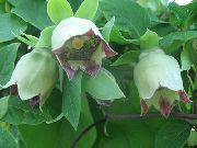 grøn  Motorhjelm Klokkeblomst (Codonopsis) foto