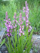 garden flowers pink Fragrant Orchid, Mosquito Gymnadenia  Gymnadenia  photos, description, cultivation and planting, care and watering