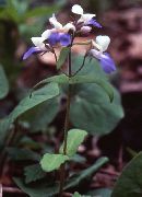 Коллінс блакитний Квітка