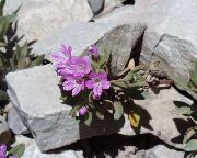 Collomia pink Blomst