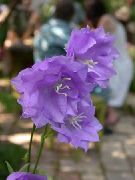 Campanula, Bellflower lilás Flor