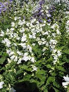 Campanula, Bellflower beyaz çiçek
