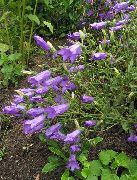 purpurne Lill Campanula, Kellukas foto