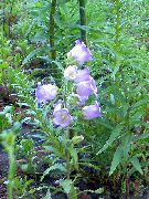 Campanula azzurro Fiore
