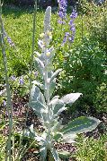 gelb Blume Zierkönigskerze, Königskerze (Verbascum) foto