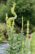 žlutý Květina Ornamentální Divizna, Verbascum  fotografie