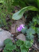 Cortusa, Alpine Bjöllur lilac Blóm