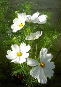 beyaz çiçek Kozmos (Cosmos) fotoğraf