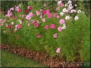рожевий Квітка Космея (Cosmos) фото
