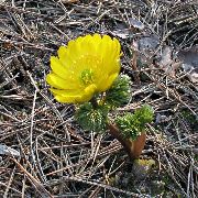 Amūras Adonis dzeltens Zieds