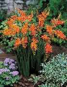 Crocosmia oranžs Zieds