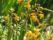 sárga Virág Crocosmia  fénykép