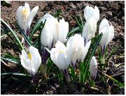 bílá Květina Brzy Šafrán, Tommasini Je Šafrán, Sníh Šafrán, Angličani (Crocus) fotografie