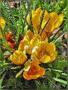 žlutý Květina Brzy Šafrán, Tommasini Je Šafrán, Sníh Šafrán, Angličani (Crocus) fotografie