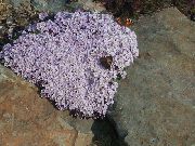 flieder Blume Stonecress, Aethionema  foto