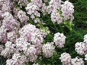 weiß Blume Stonecress, Aethionema  foto