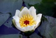Латаття (Водяна Лілія) білий Квітка