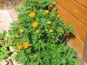Globuss Flower oranžs Zieds