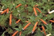 garden flowers red Cuphea  Cuphea  photos, description, cultivation and planting, care and watering
