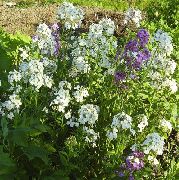 Wallflower, Cheiranthus branco Flor