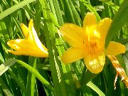 appelsína Blóm Daylily (Hemerocallis) mynd