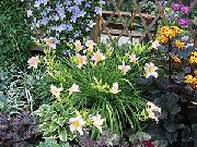 рожевий Квітка Лілейник (Hemerocallis) фото