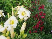 білий Квітка Лілейник (Hemerocallis) фото