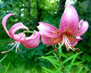 roze Bloem Lelie Van De Aziatische Hybriden (Lilium) foto